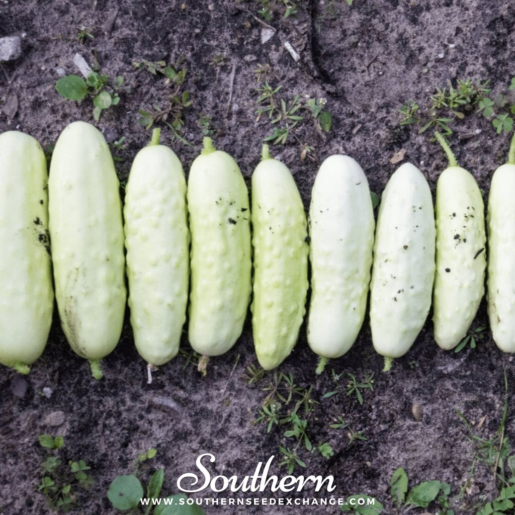 Southern Seed Exchange Cucumber, White Wonder (Cucumis sativus) - 30 Seeds