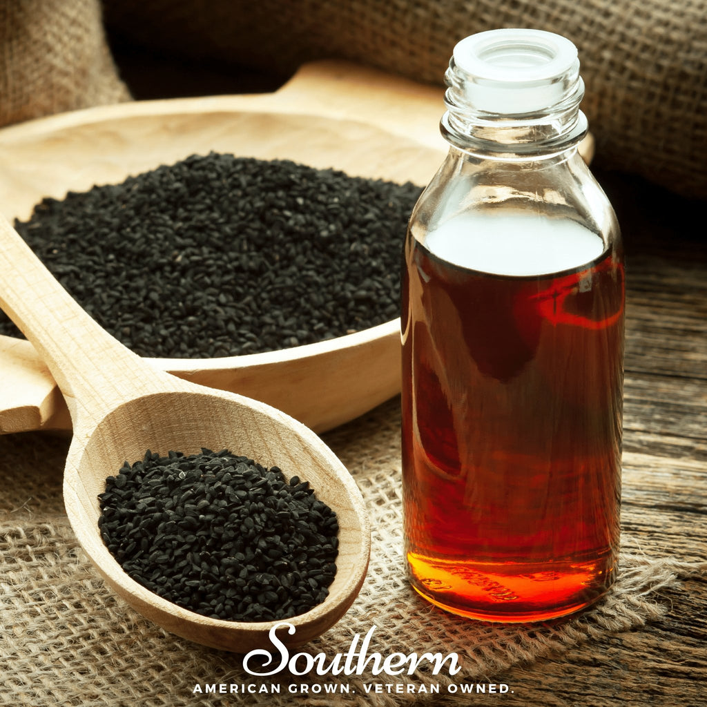Cumin, Black (Nigella sativa) - 50 Seeds - Southern Seed Exchange