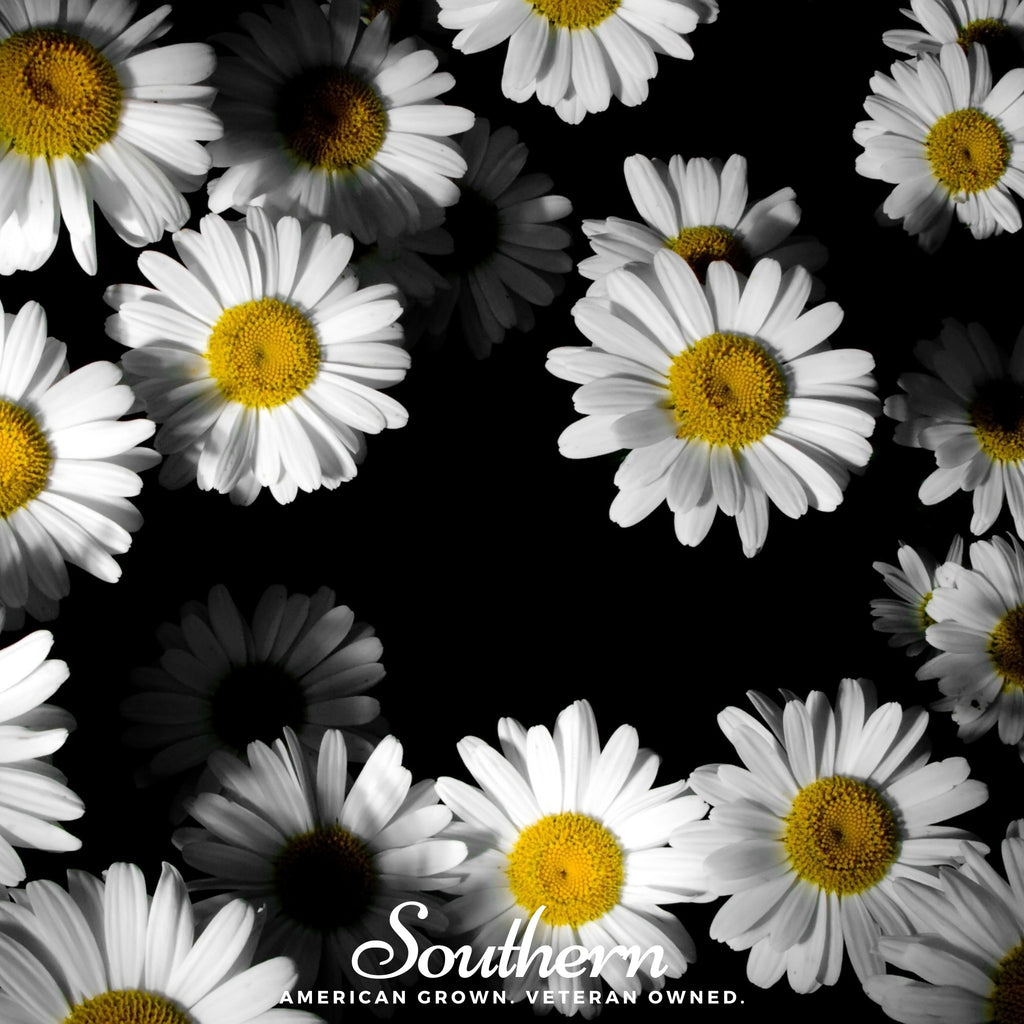 Daisy, Dwarf Shasta (Chrysanthemum maximum) - 100 Seeds - Southern Seed Exchange