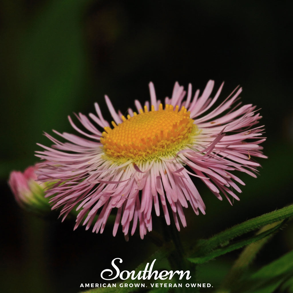 Daisy, Fleabane - Dainty Daisy (Erigeron speciosus) - 100 Seeds - Southern Seed Exchange