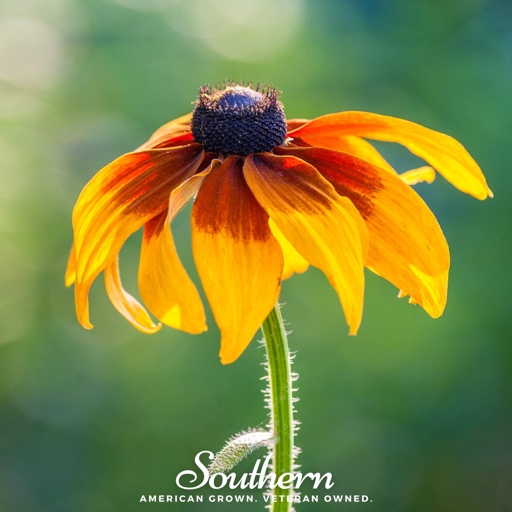 Daisy, Gloriosa - Black Eyed Susan (Rudbeckia hirta) - 100 Seeds - Southern Seed Exchange