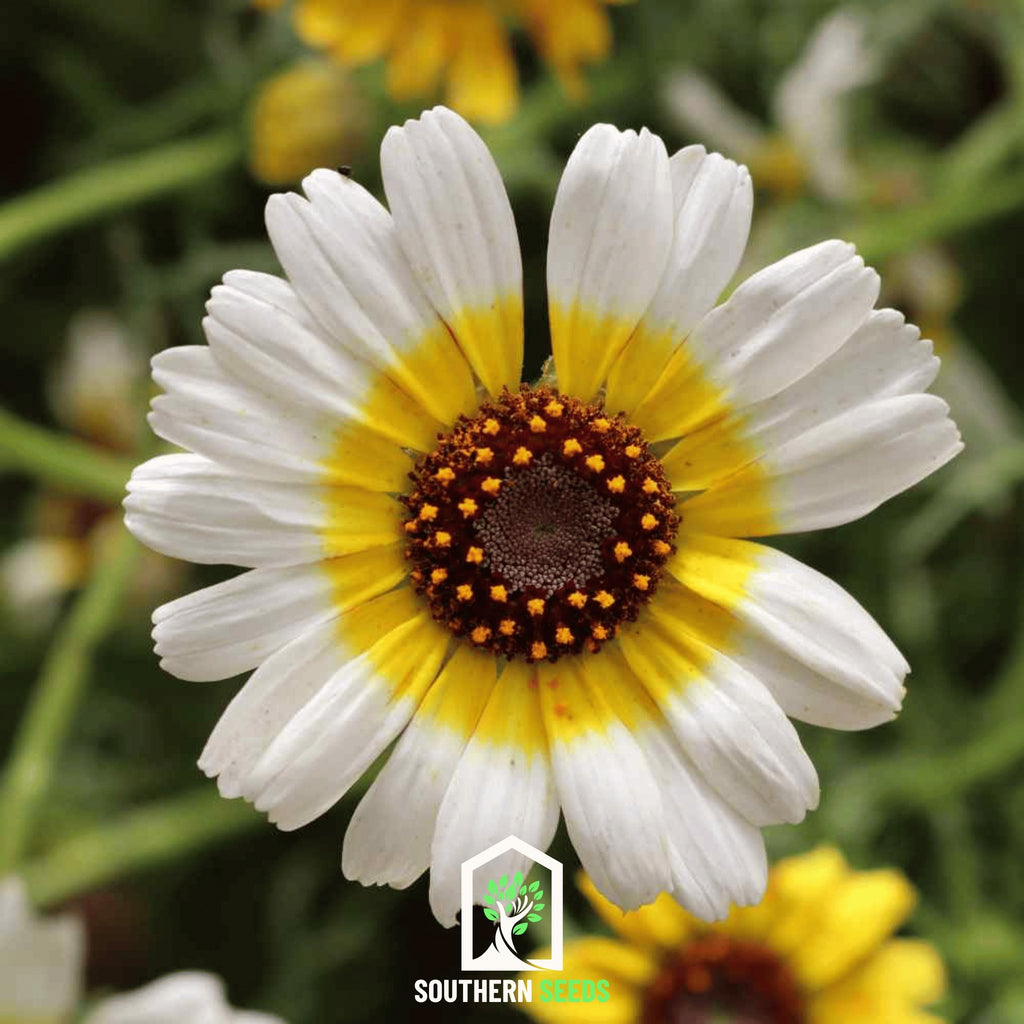 Daisy, Polar Star (Chrysanthemum carinatum) - 50 Seeds - Southern Seed Exchange