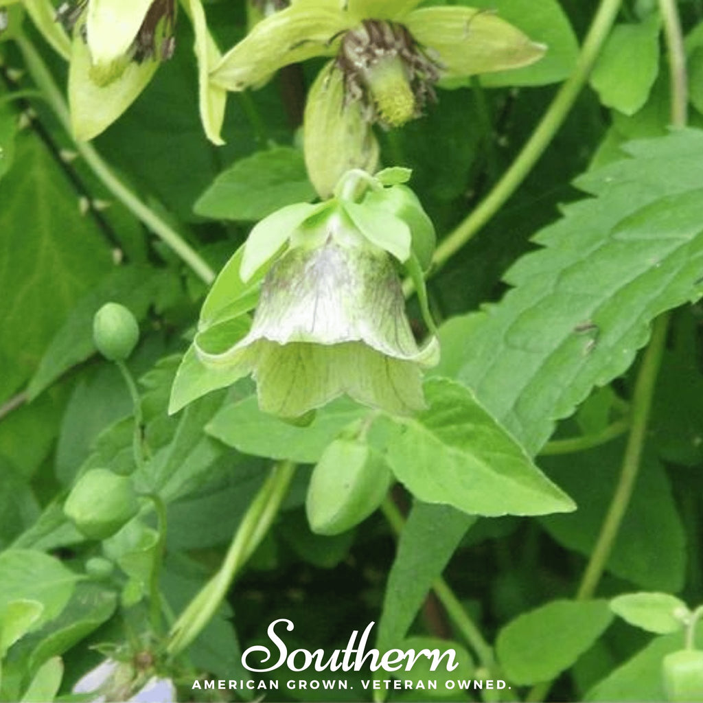 Dang-shen (Codonopsis pilosula) - 50 Seeds - Southern Seed Exchange