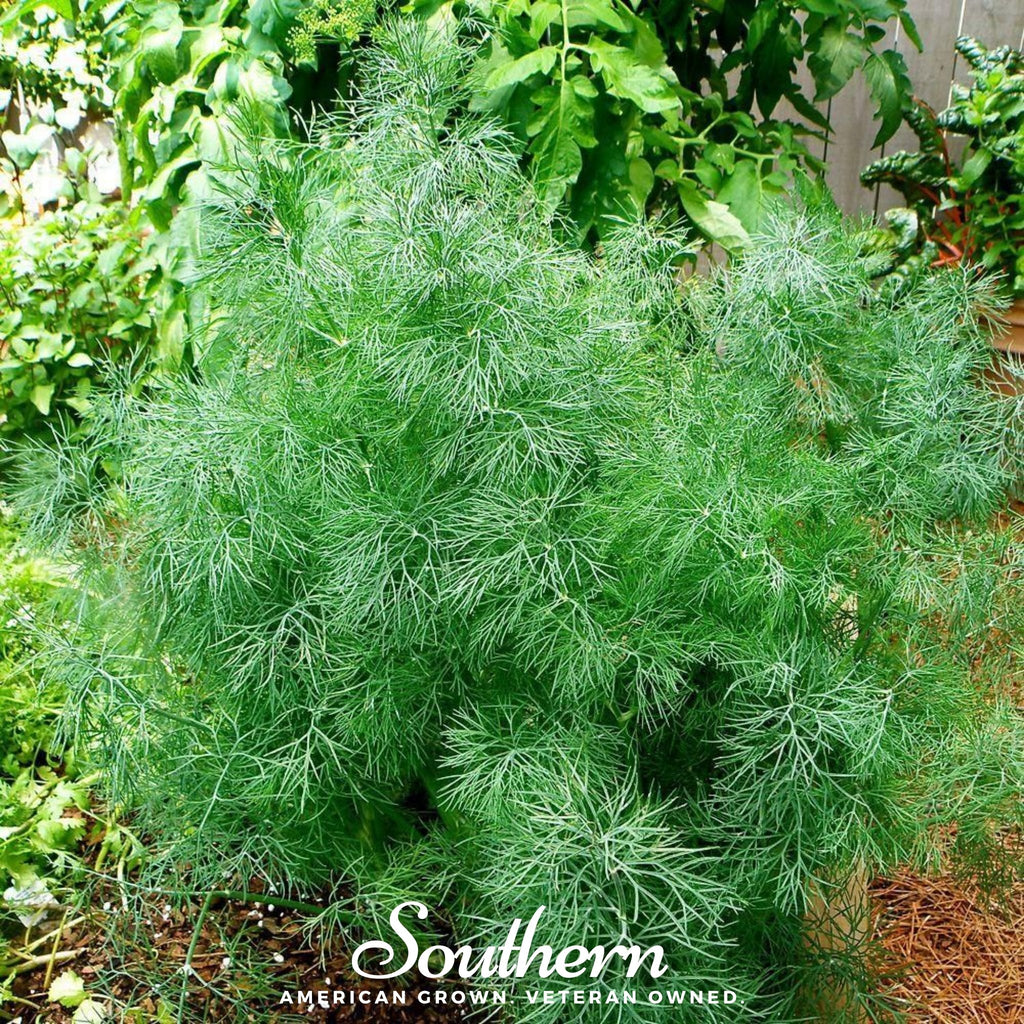 Dill, Dwarf Fernleaf (Anethum graveolens) - 100 Seeds - Southern Seed Exchange