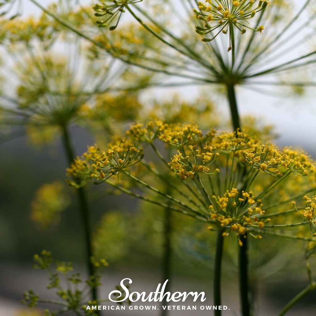 Dill, Mammoth Long Island (Anethum graveolens) - 200 Seeds - Southern Seed Exchange