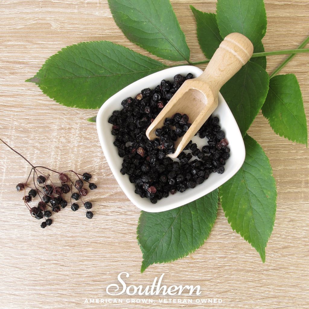 Dried Elderberry - 2 cups (Sambucus nigra) - Southern Seed Exchange