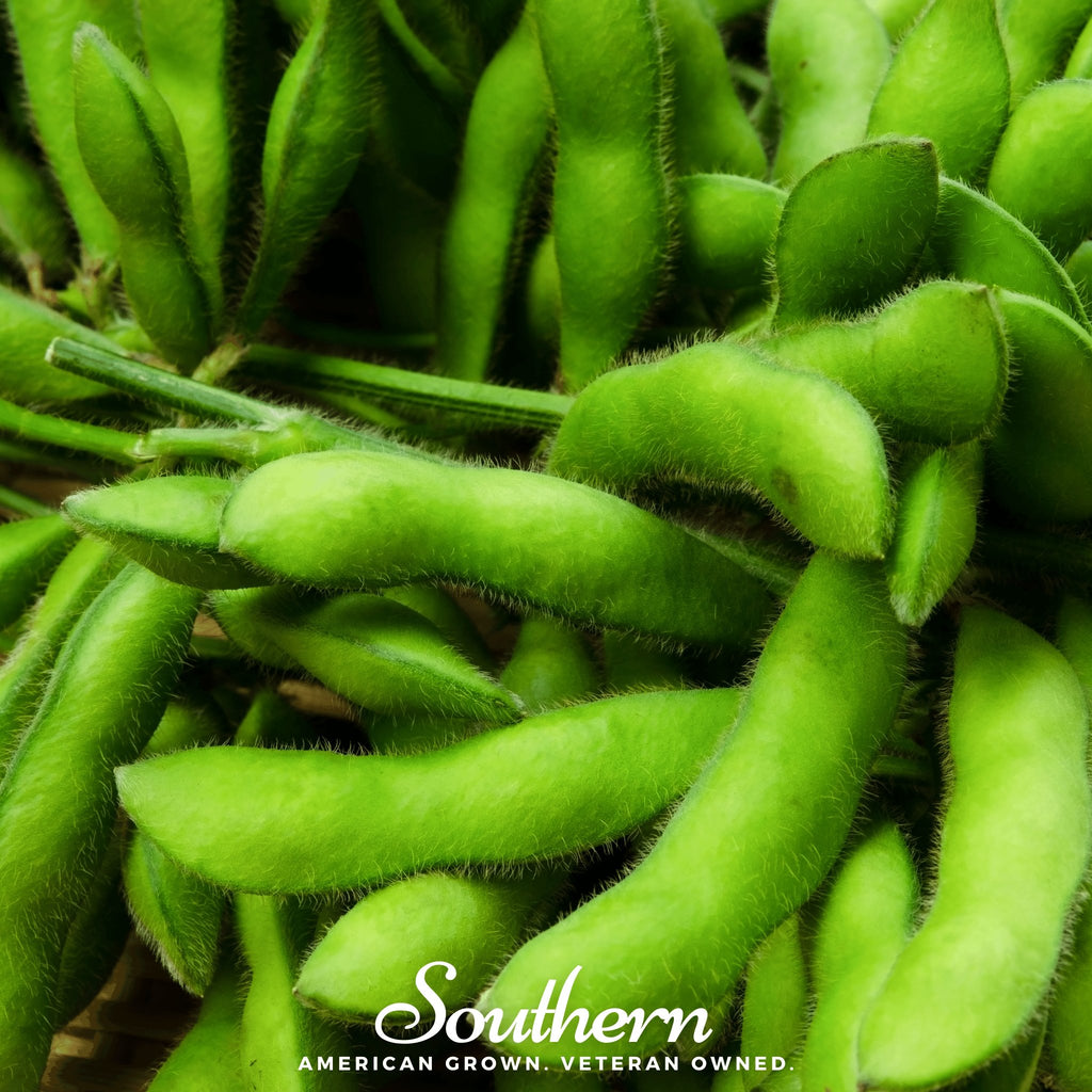 Edamame, Be Sweet Soybean (Phaseolus vulgaris) - 20 Seeds - Southern Seed Exchange