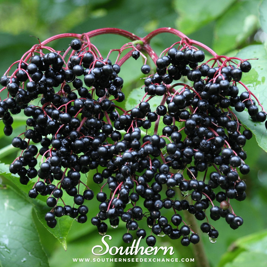 Southern Seed Exchange Elderberry, American Black (Sambucus canadensis) - 50 Seeds