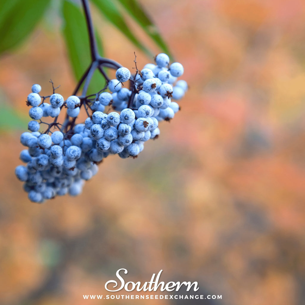 Southern Seed Exchange Elderberry, Blue (Sambucus caerulea) - 25 Seeds