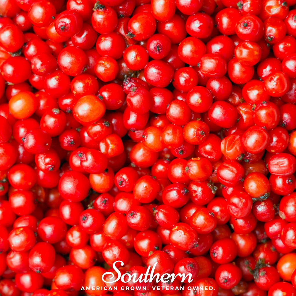 Elderberry, Pacific Red (Sambucus callicarpa) - 50 Seeds - Southern Seed Exchange