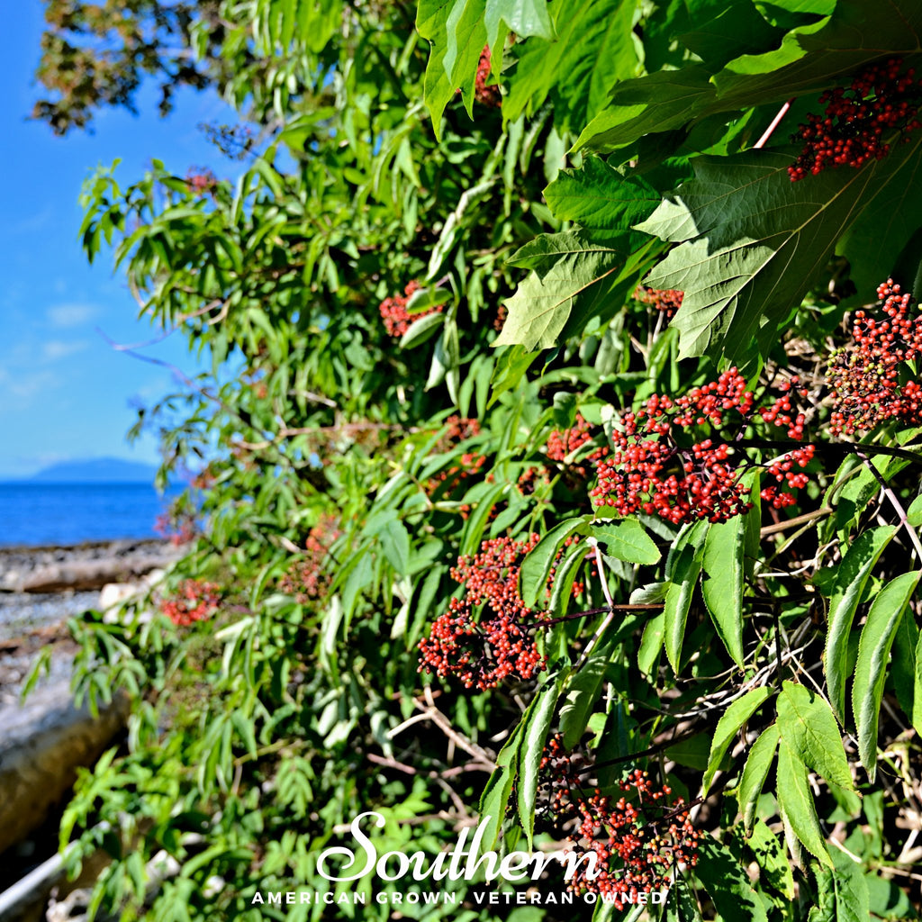 Elderberry, Pacific Red (Sambucus callicarpa) - 50 Seeds - Southern Seed Exchange