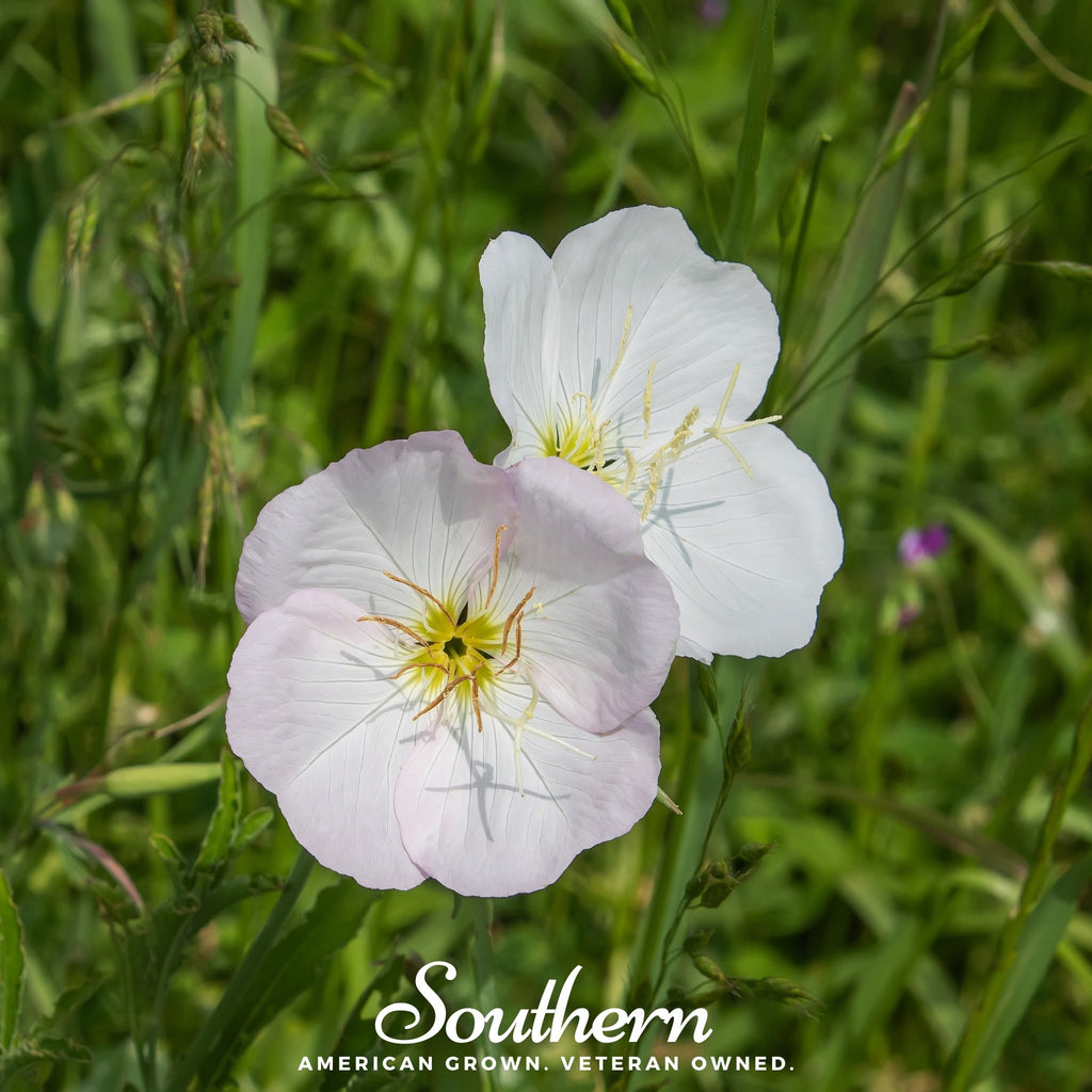 Evening Primrose, Showy (Pink Ladies) - (Oenothera speciosa) - 100 Seeds - Southern Seed Exchange