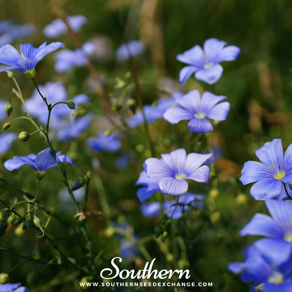 Flax, Blue (Linum perrene) - 100 Seeds - Southern Seed Exchange