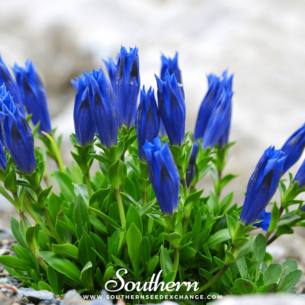 Gentian, Stemless (Gentiana Acaulis) - 50 Seeds - Southern Seed Exchange