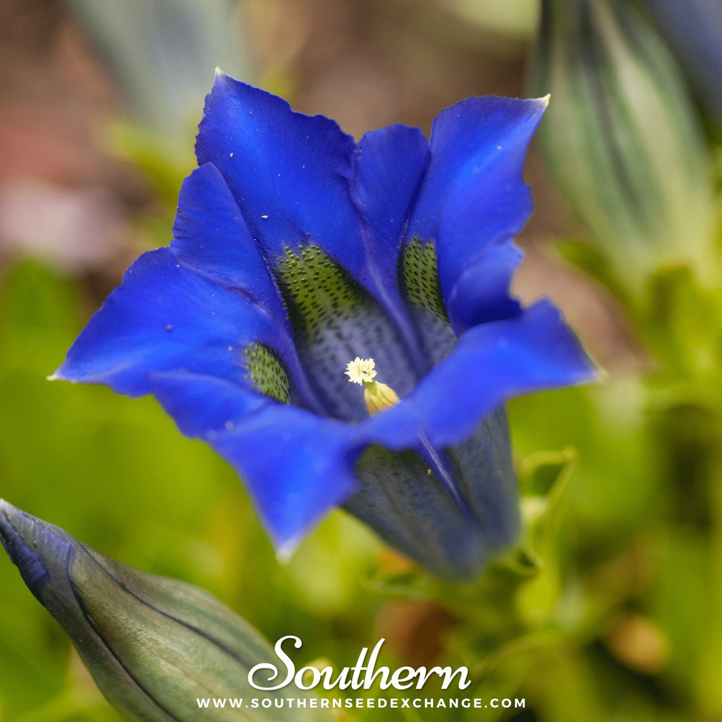 Gentian, Stemless (Gentiana Acaulis) - 50 Seeds - Southern Seed Exchange
