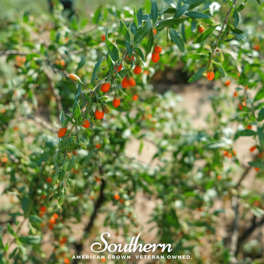 Goji Berry -Wolfberry (Lycium barbarum) - 50 Seeds - Southern Seed Exchange