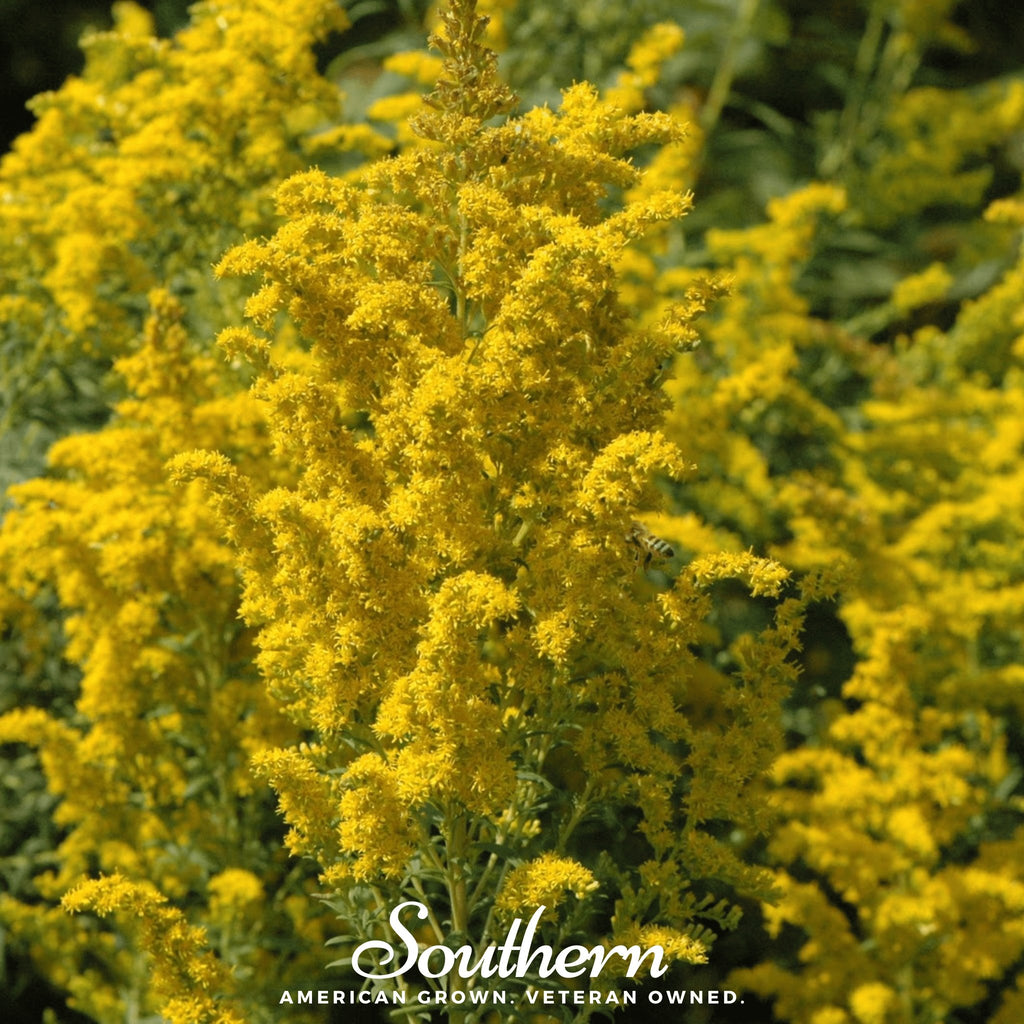 Goldenrod, Ohio (Solidago speciosa) - 100 Seeds - Southern Seed Exchange