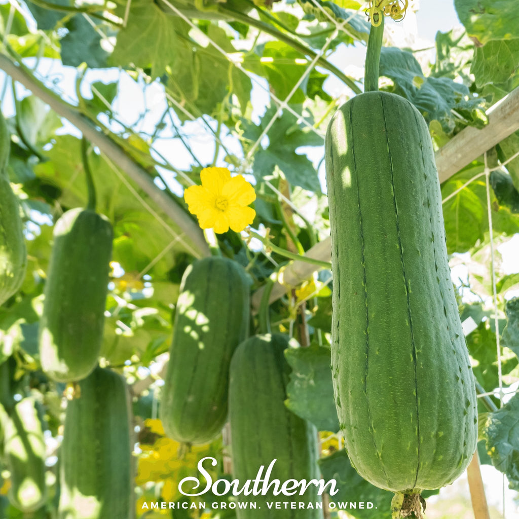 Gourd, Luffa (luffa cylindrica) - 15 Seeds - Southern Seed Exchange