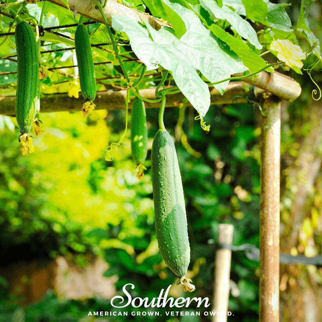 Gourd, Luffa (luffa cylindrica) - 15 Seeds - Southern Seed Exchange
