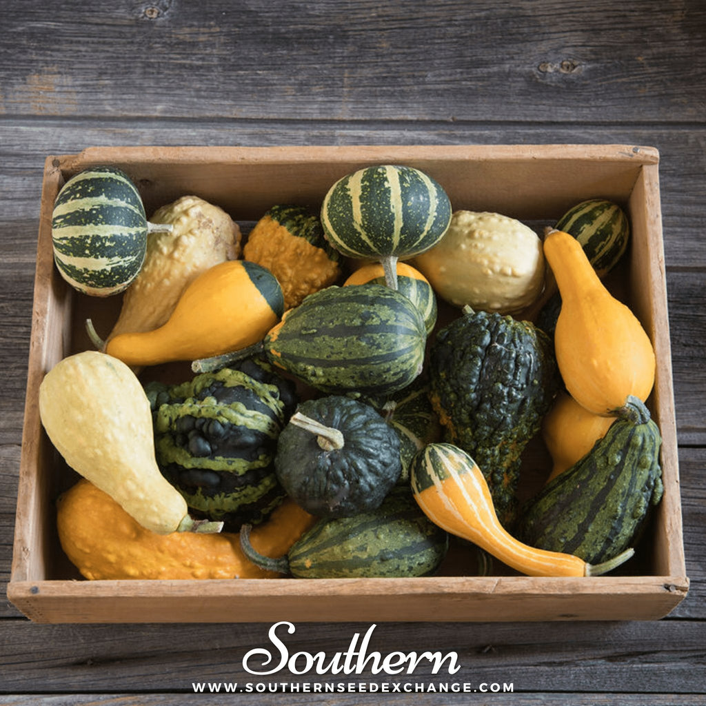 Gourds, Small Mix (Cucurbita pepo) - 20 Seeds - Southern Seed Exchange