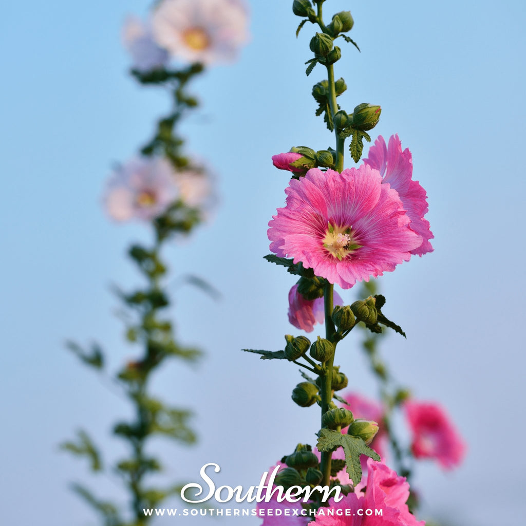 Hollyhock, Pink (Alcea Rosea) - 25 Seeds - Southern Seed Exchange