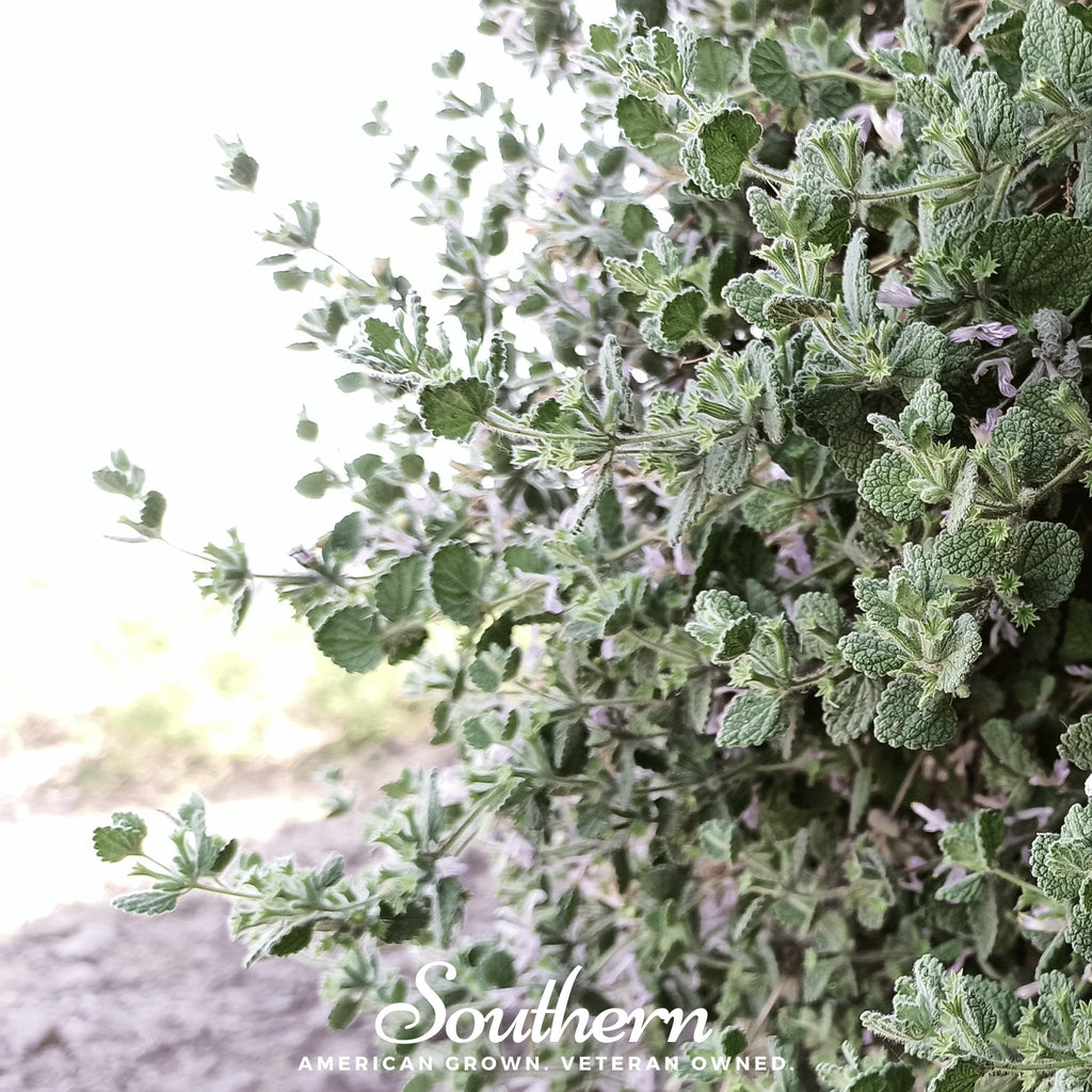 Horehound, White (Marrubium vulgare) - 50 Seeds - Southern Seed Exchange