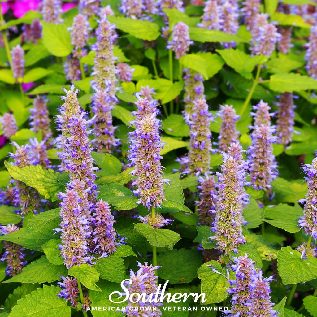 Hyssop, Anise (Agastache foeniculum) - 200 Seeds - Southern Seed Exchange