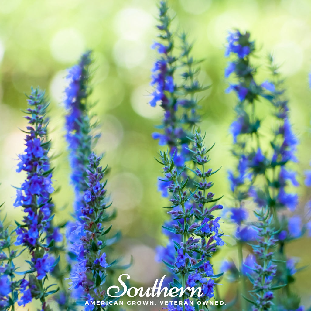 Hyssop, Blue (Hyssopus officinalis) - 200 Seeds - Southern Seed Exchange