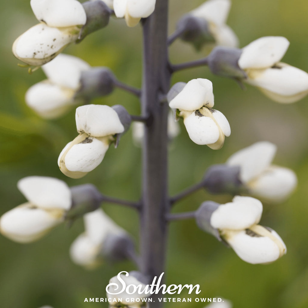 Indigo, Wild White (Baptisia alba) - 35 Seeds - Southern Seed Exchange