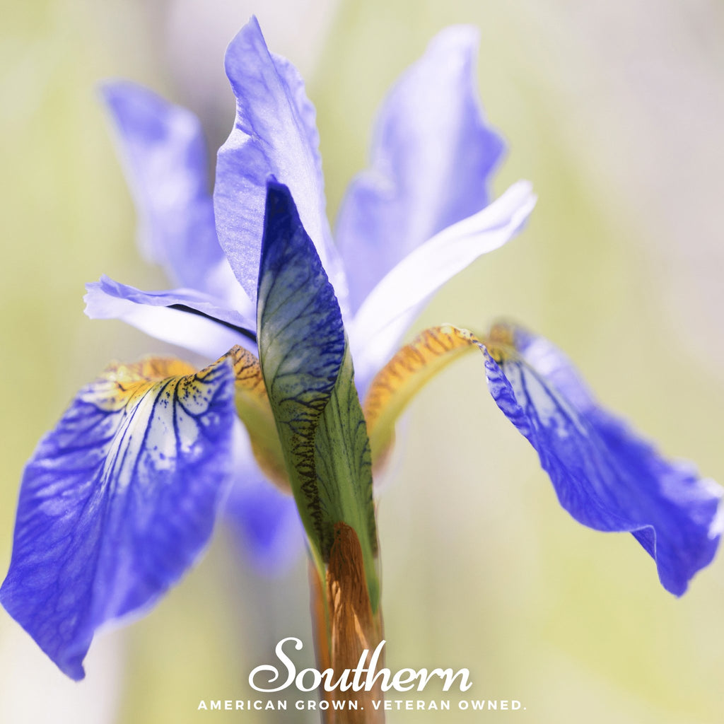 Iris, Northern Blue Flag (Iris versicolor) - 25 Seeds - Southern Seed Exchange