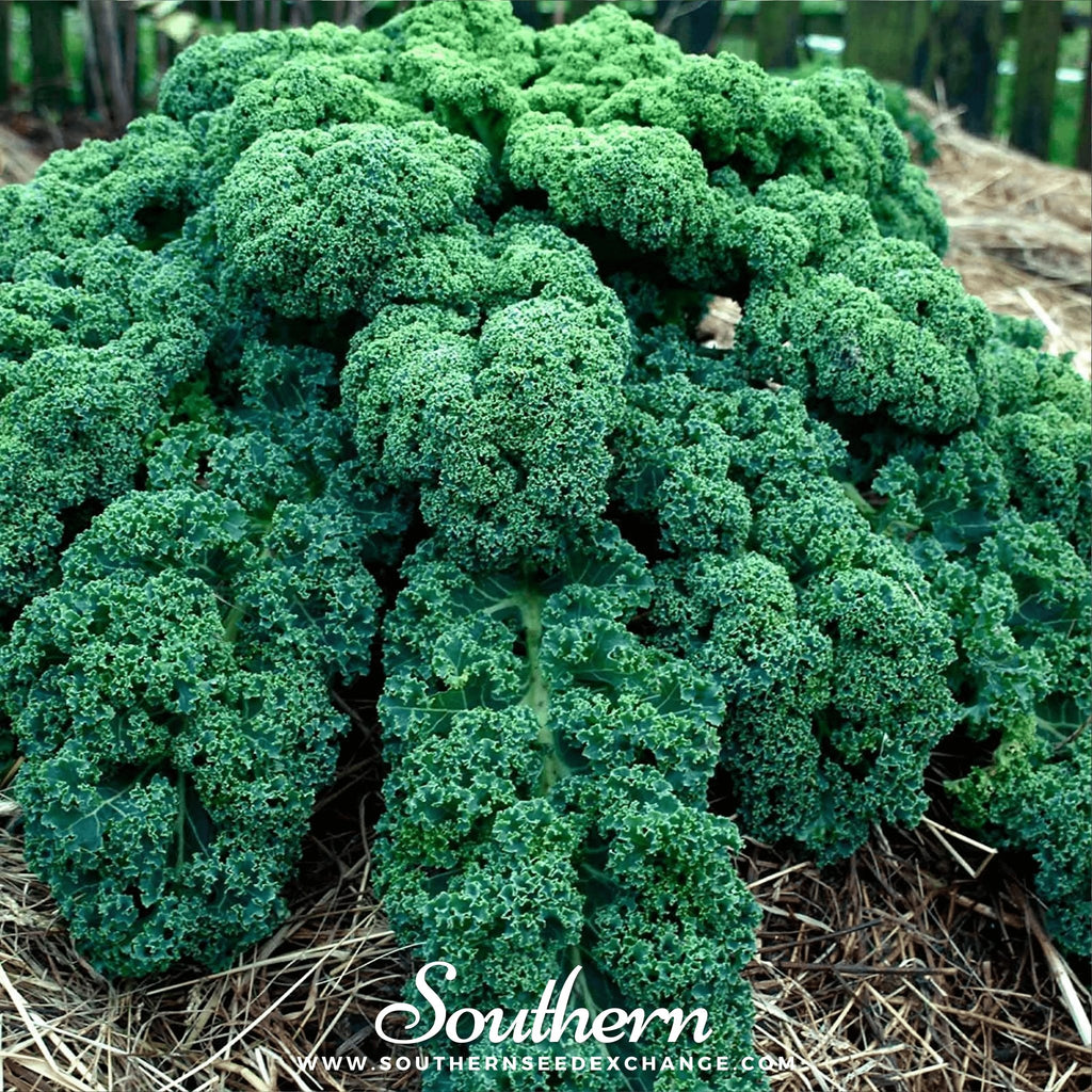 Kale, Dwarf Blue Curled Scotch (Brassica oleracea) - 250 Seeds - Southern Seed Exchange