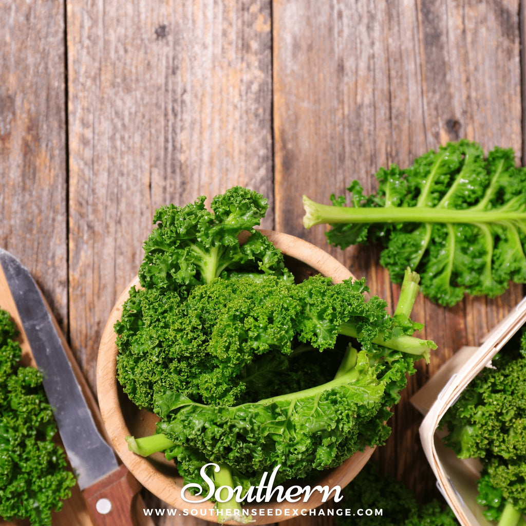 Kale, Dwarf Siberian (Brassica napus) - 250 Seeds - Southern Seed Exchange