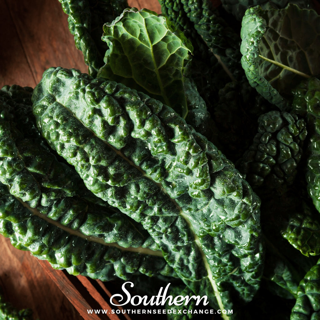Kale, Lacinato "Dinosaur Kale" (Brassica oleracea) - 250 Seeds - Southern Seed Exchange