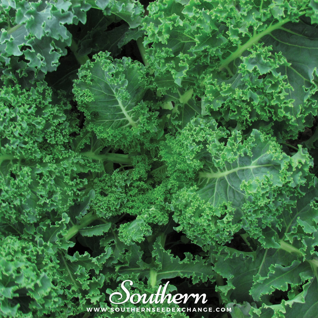 Kale, Vates Blue Scotch Curled (Brassica oleracea) - 250 Seeds - Southern Seed Exchange