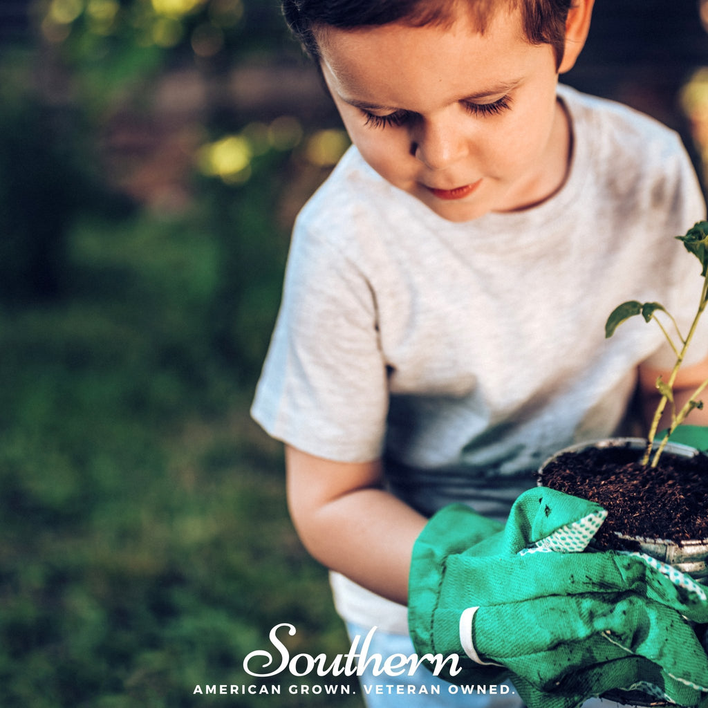 Kids Garden Seed Collection - 10 Amazing Seed Varieties - Southern Seed Exchange