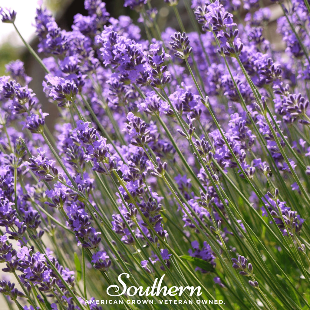 Lavender, English (Lavandula angustifolia) -100 Seeds - Southern Seed Exchange