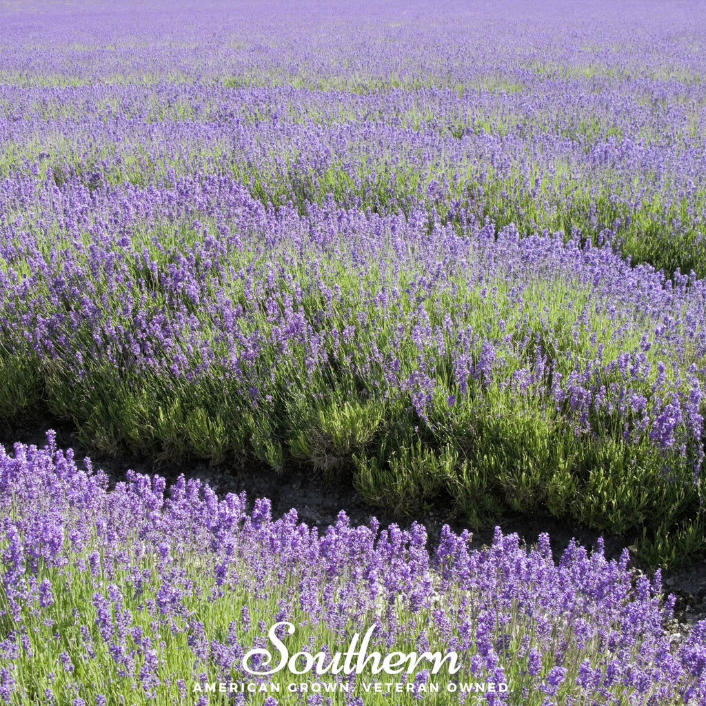 Lavender, English (Lavandula angustifolia) -100 Seeds - Southern Seed Exchange