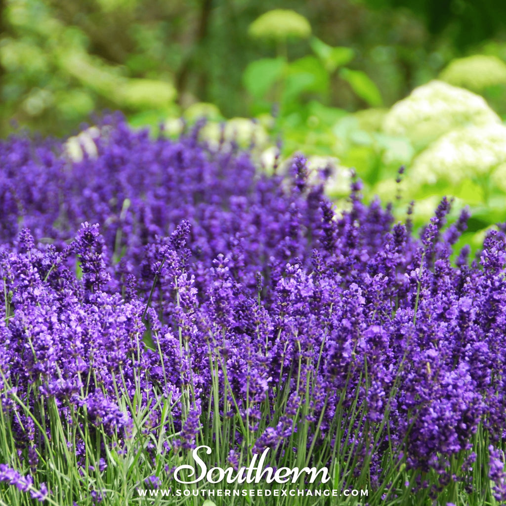 Lavender, Hidcote (Lavandula Angustifolia Hicote) - 50 Seeds - Southern Seed Exchange