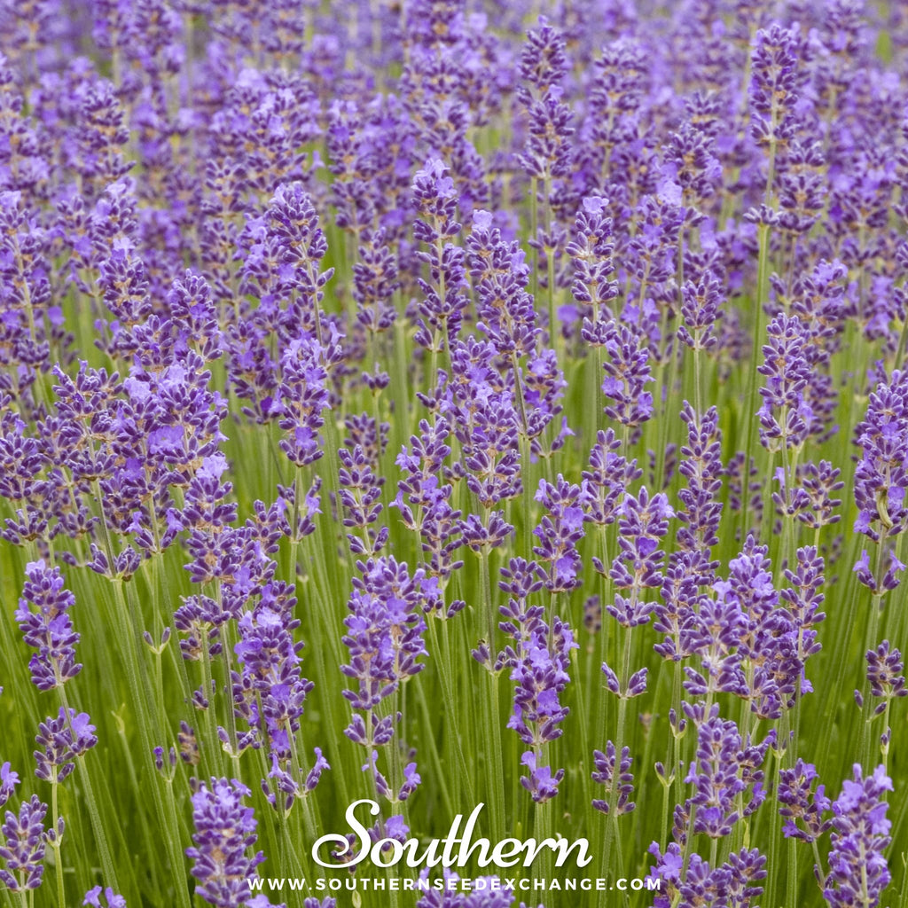 Lavender, Munstead (Lavandula angustifolia) - 50 Seeds - Southern Seed Exchange
