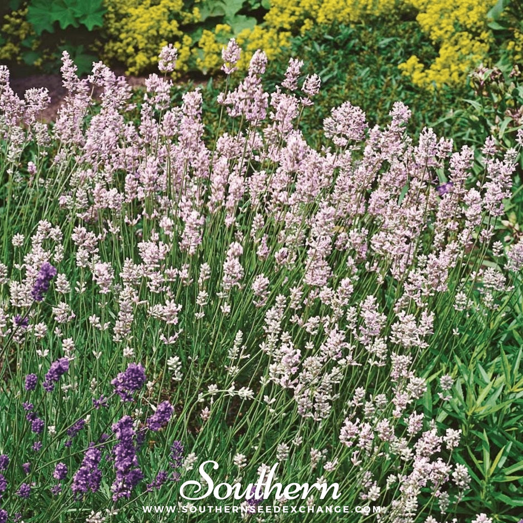 Lavender, Pink (Lavandula angustifolia rosea) - 20 Seeds - Southern Seed Exchange