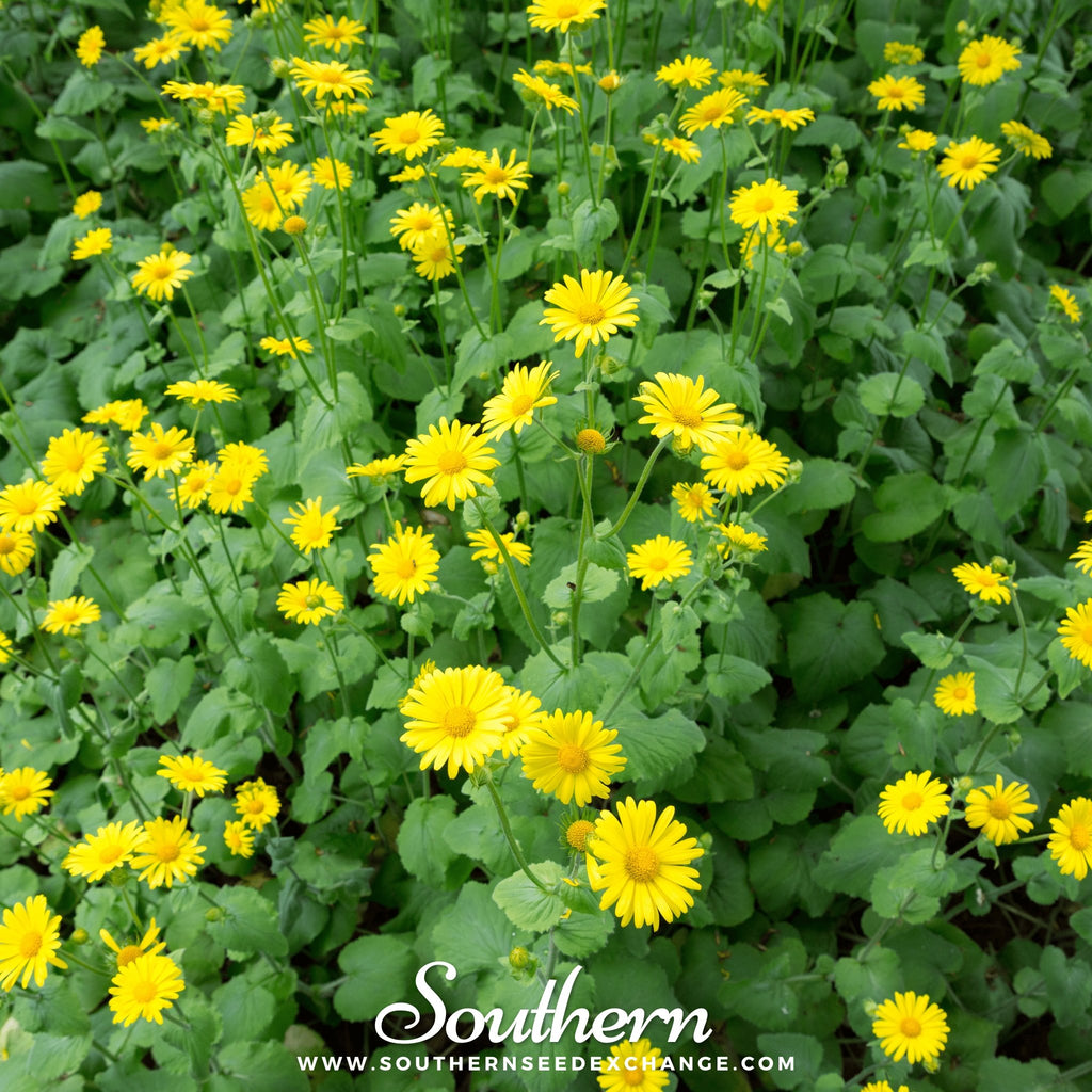 Leopard’s Bane (Doronicum Orientale) - 50 Seeds - Southern Seed Exchange