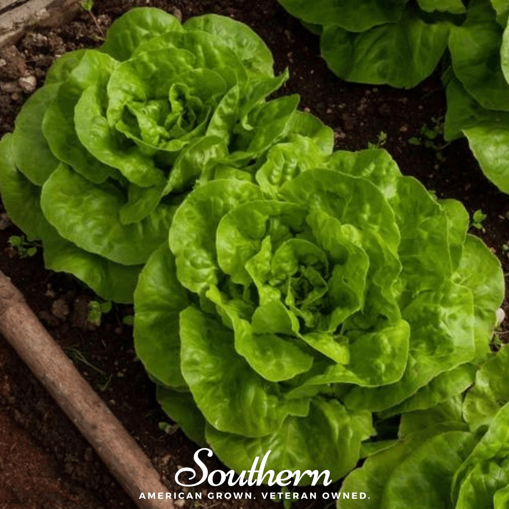 Lettuce, Bibb, Summer (Lactuca sativa) - 500 Seeds - Southern Seed Exchange
