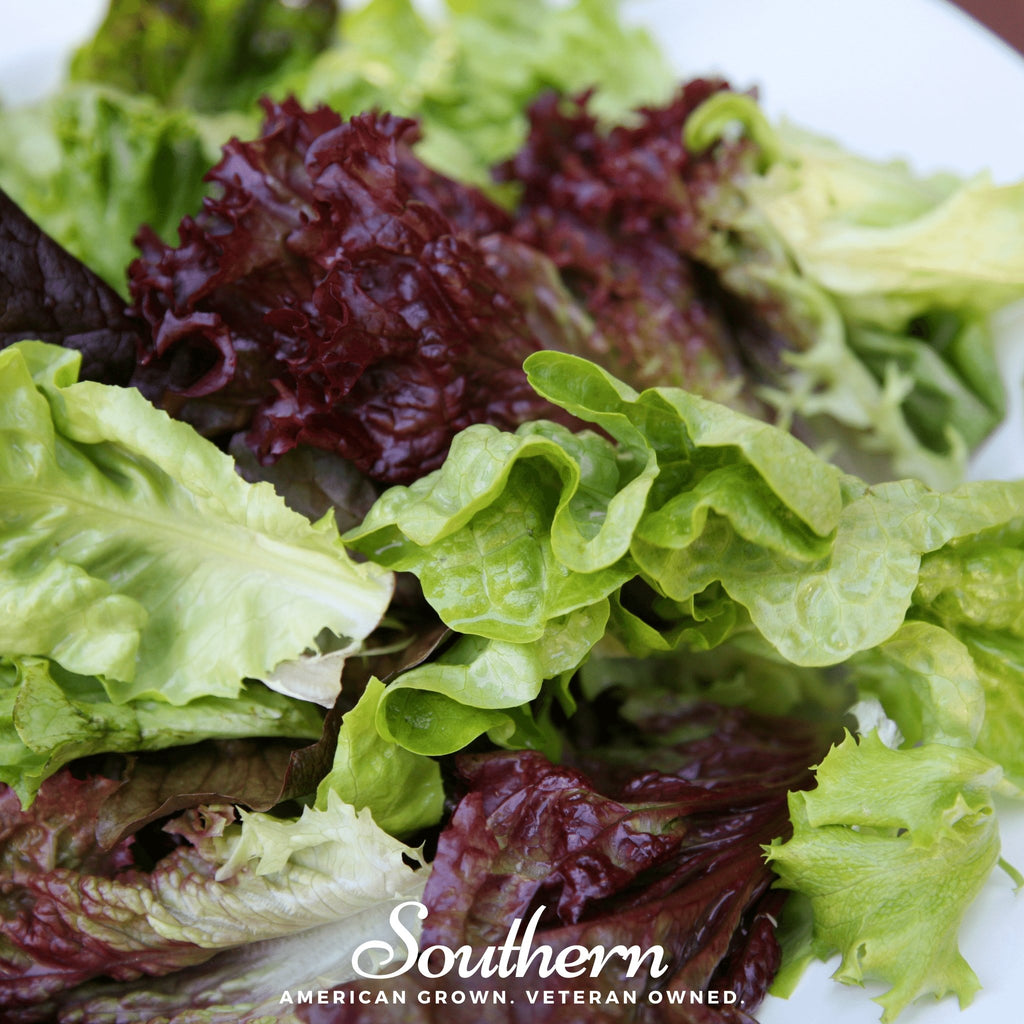 Lettuce, Mesclun Mix (Lactuca sativa) - 500 Seeds - Southern Seed Exchange