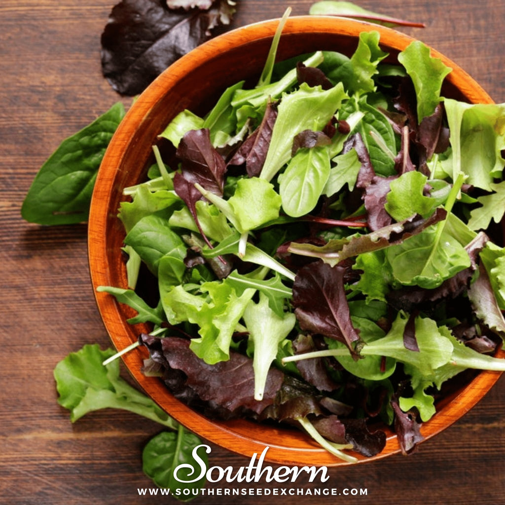 Lettuce, Mixed Greens Gourmet (Lactuca sativa) - 500 Seeds - Southern Seed Exchange