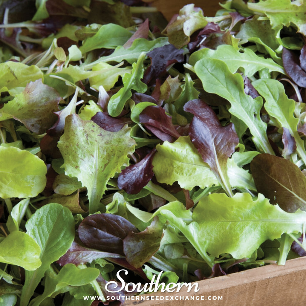 Lettuce, Mixed Greens Gourmet (Lactuca sativa) - 500 Seeds - Southern Seed Exchange