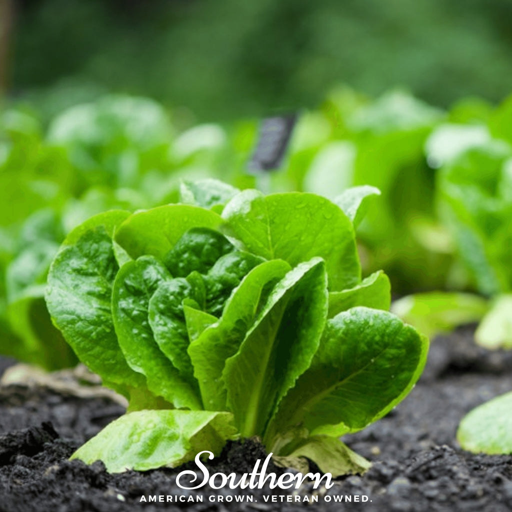 Lettuce, Parris Island Cos (Lactuca sativa) - 500 Seeds - Southern Seed Exchange