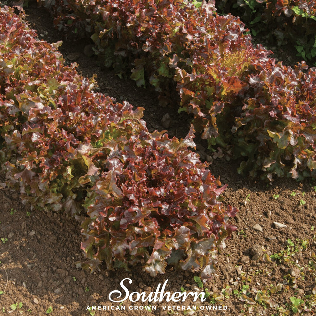 Lettuce, Salad Bowl Red (Lactuca sativa) - 500 Seeds - Southern Seed Exchange