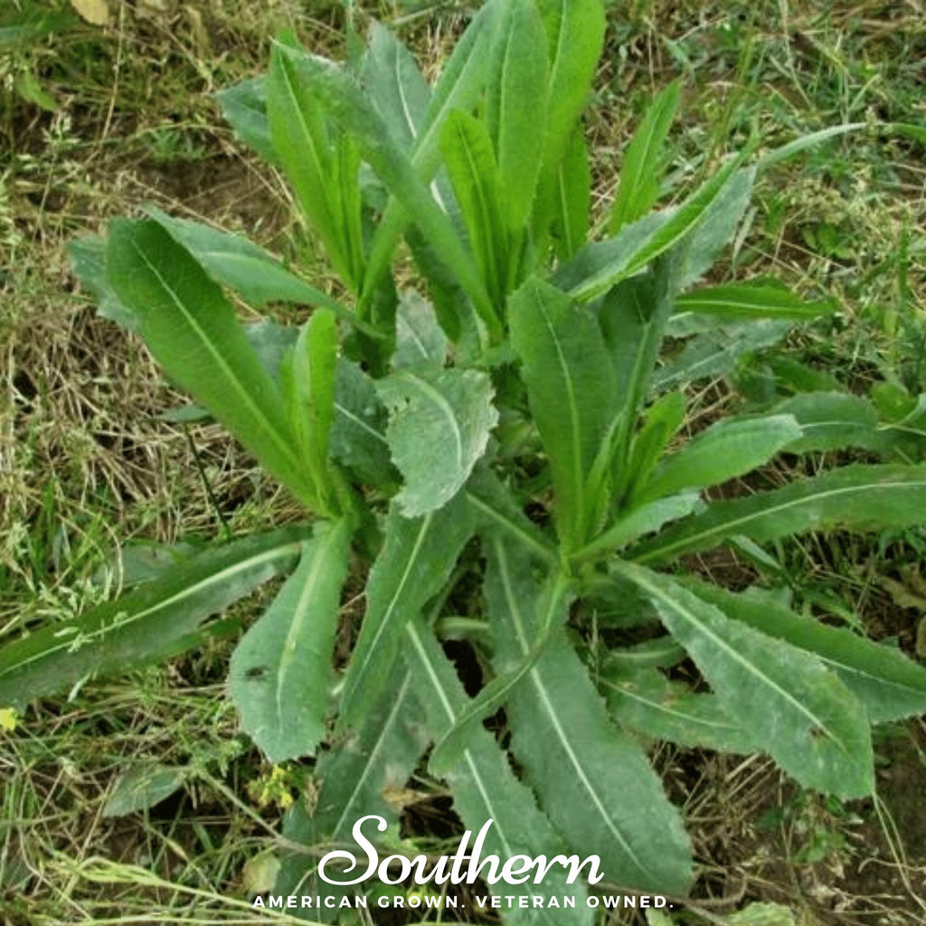 Lettuce, Wild - Opium Lettuce (Lactuca virosa) - 20 Seeds - Southern Seed Exchange