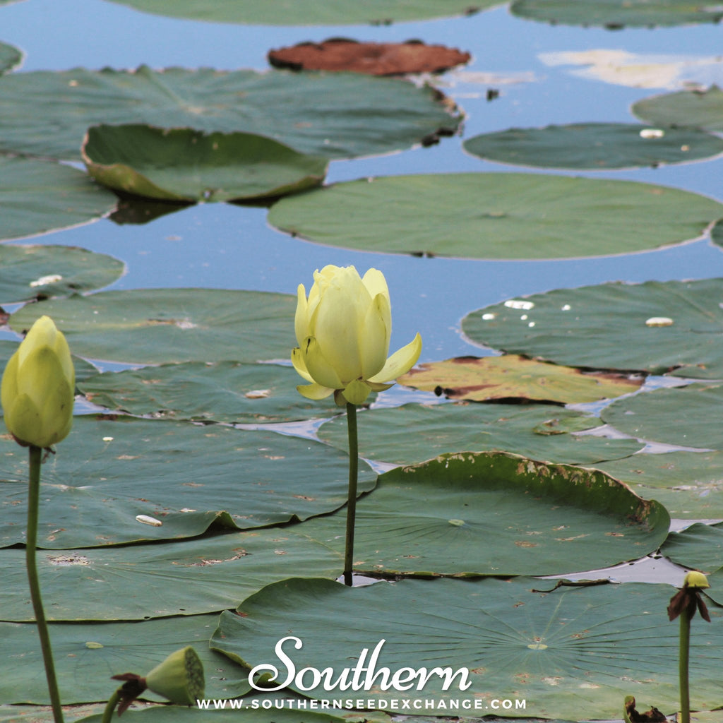 Lotus, American (Nelubo lutea) - 5 Seeds - Southern Seed Exchange