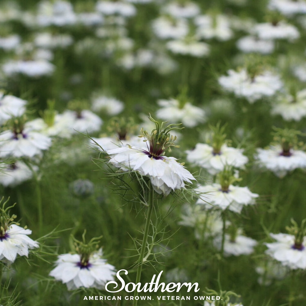 Love in a Mist, Albion Black Pods (Nigella damascena) - 100 Mixed Seeds - Southern Seed Exchange